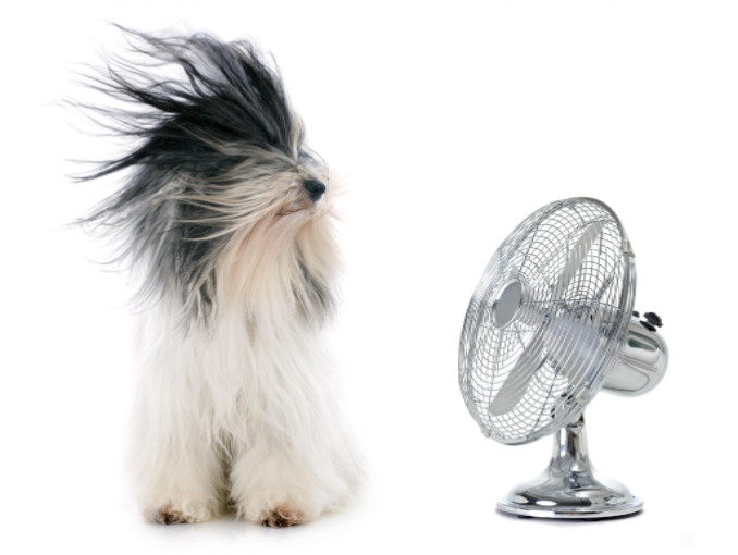 dog and fan: Richmond’s Air Home Air Quality: Humidifiers, Dehumidifiers, and Air Purifiers blog